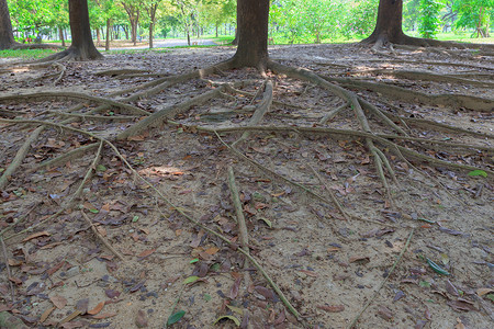 树根纠纷土壤花园公园绿色生活木头生长森林背景图片
