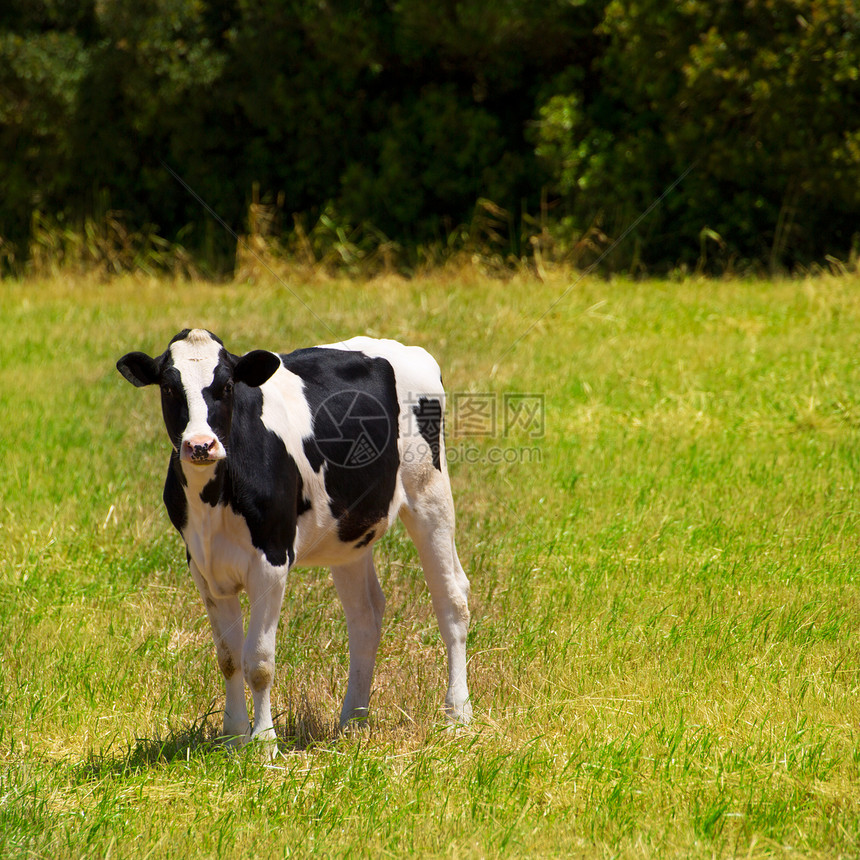在Balearic的绿草地放牧的米诺卡·弗里西亚牛图片