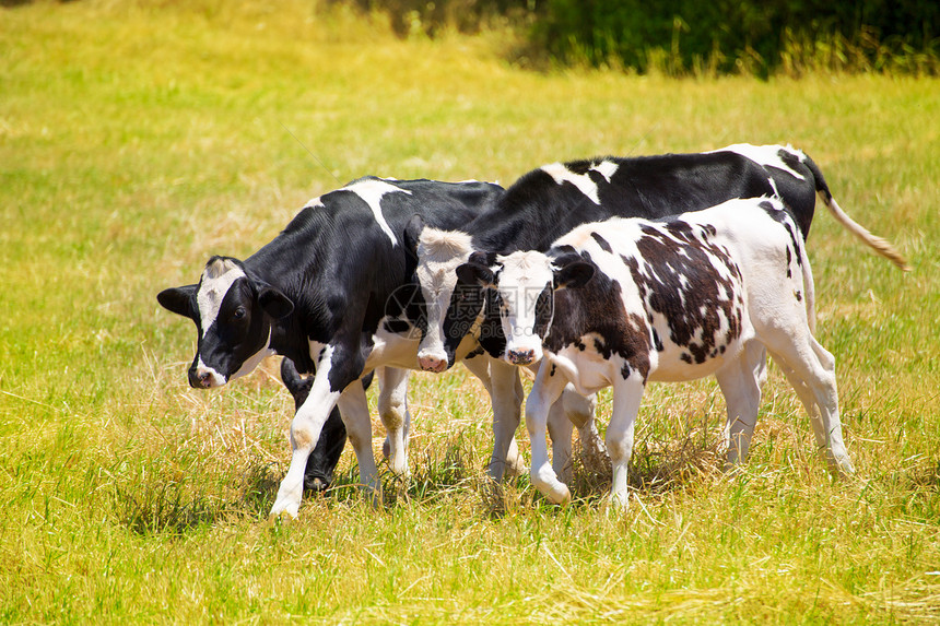 牛牛牛在绿草地放牧牧场农村牛肉食物牛奶植物家畜小牛哺乳动物奶牛图片