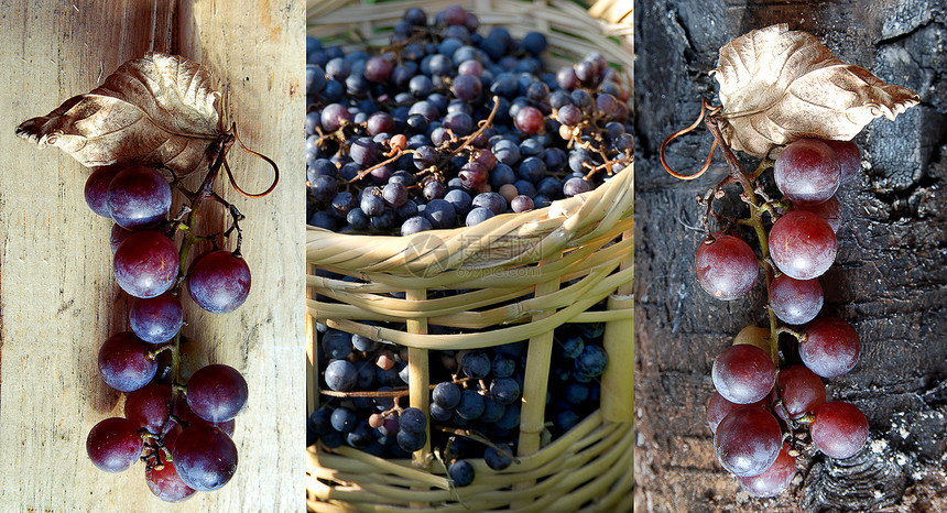 葡萄收获红色紫色葡萄园木头藤蔓收成水果植物叶子图片