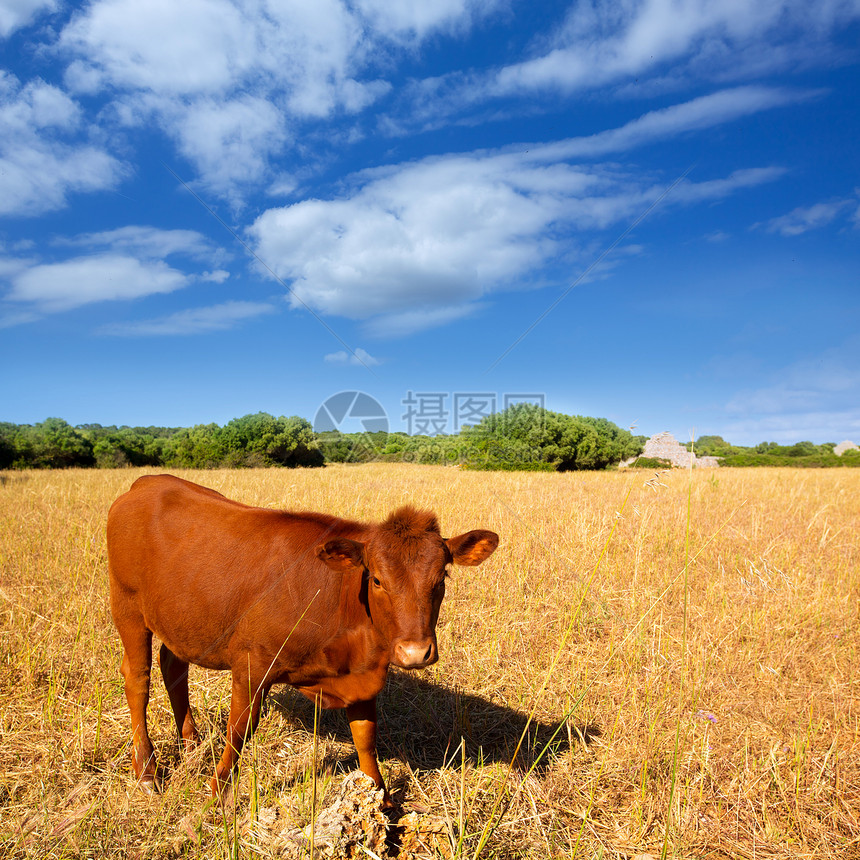 在Ciutadella附近的金田中放牧的美诺卡棕色牛草地红发牛肉哺乳动物奶牛家畜草本植物小牛农田动物图片