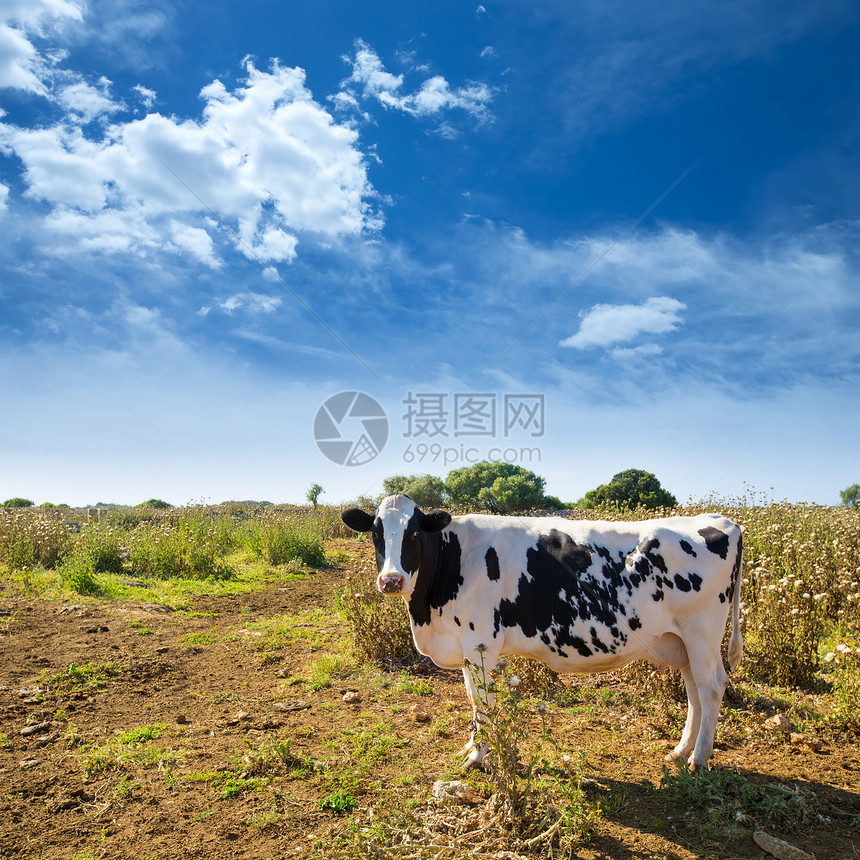 在附近放牧的油炸薯牛牧场场地牛肉国家动物牛奶植物家畜农场乳房图片