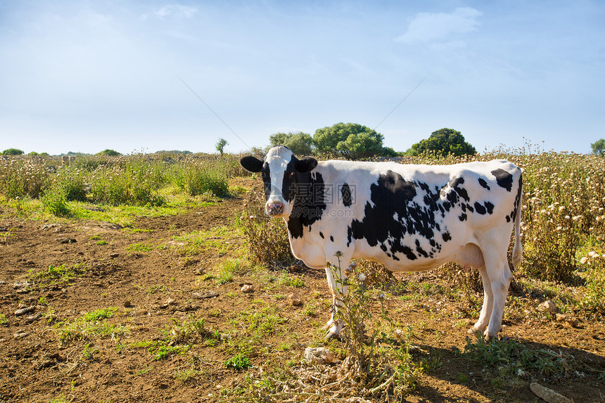 在附近放牧的油炸薯牛农田食物奶牛哺乳动物国家场地草地农场家畜植物图片