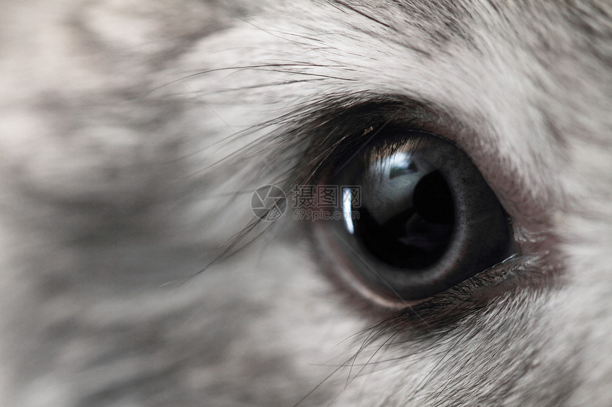 兔子眼灰色毛皮野兔白色眼睛小动物蓝色宏观哺乳动物动物图片