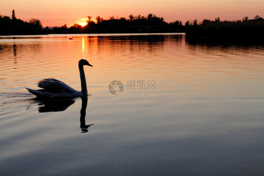 孤单的天鹅日落日出海浪游泳池塘脖子反射蓝色荒野动物图片