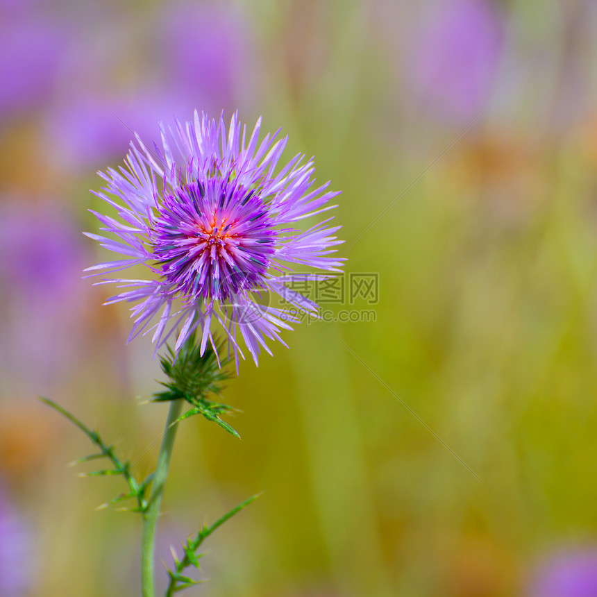 莫诺卡 花朵紫色花朵生长草地野花植被季节园艺花瓣荒野环境岛屿图片