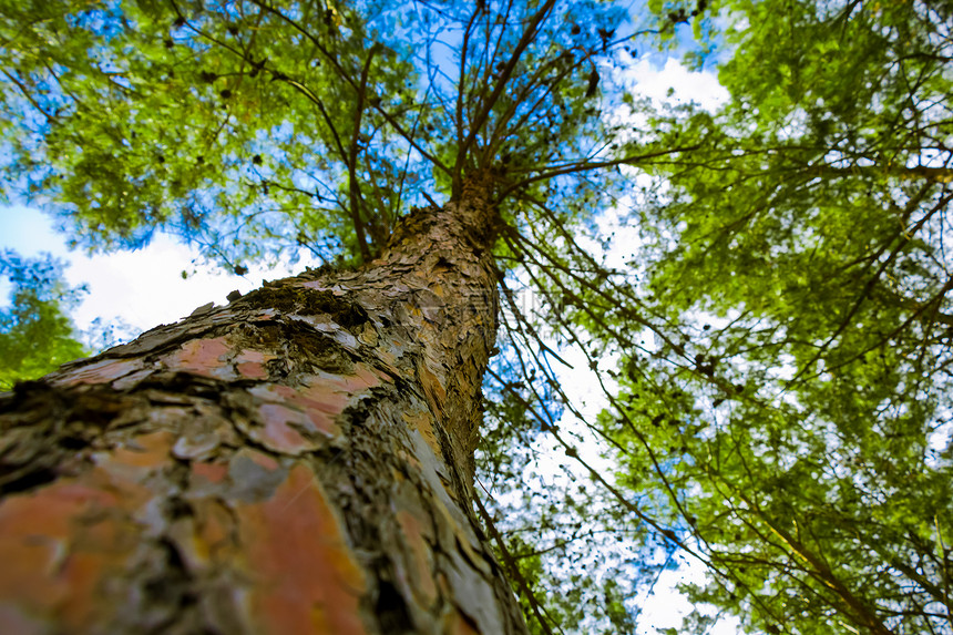 田野深度狭窄的树树木焦点森林木头蓝色绿色棕色橙子松树图片