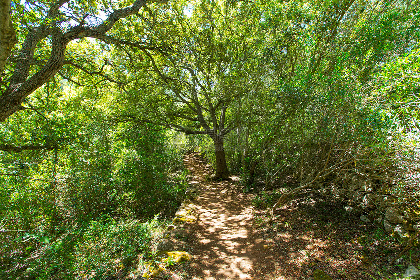 Menorca带橡树的地中海森林橡木太阳软木木头海岸环境国家公园岛屿荒野图片