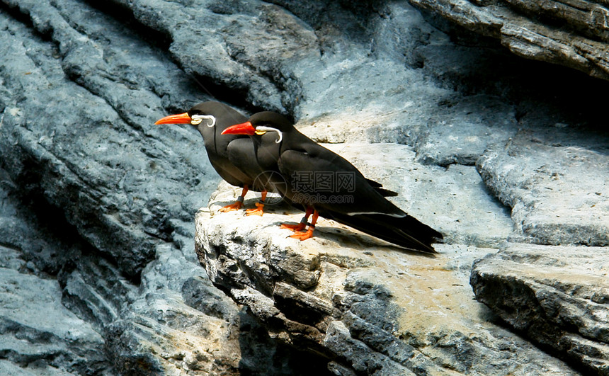 Inca Tern 科学名称海洋海鸟岩石动物园动物橙子燕鸥胡子白色黑色图片