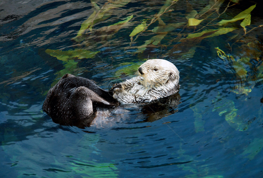 海洋水仙科学两栖名称 Enhyla 月球水族馆鼬科毛皮濒危哺乳动物海洋海带胡须动物野生动物图片