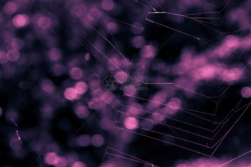 Bokeh 紫蜘蛛网图片