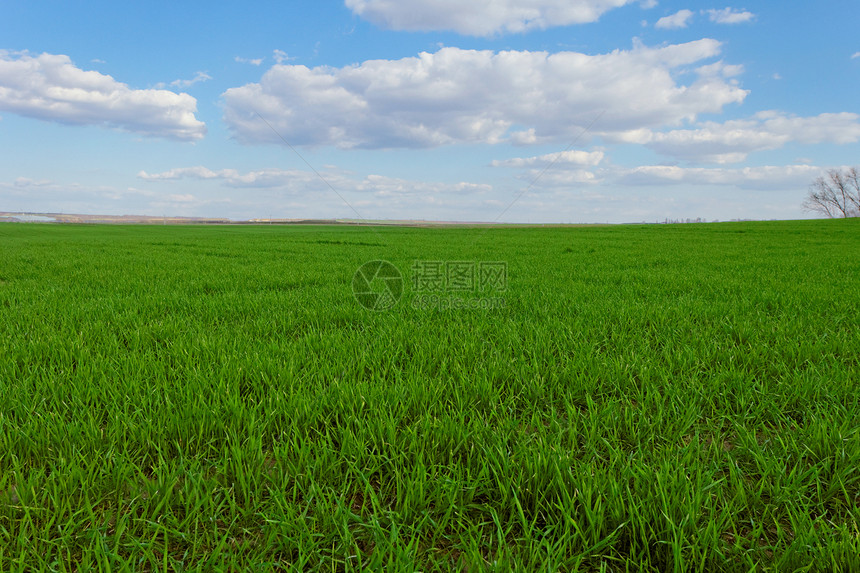 蓝云天空下的小麦田玉米农业农田谷物环境草地天气季节场地草原图片