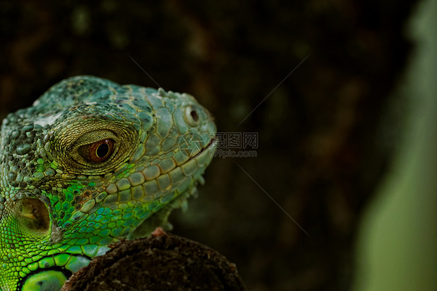 绿色蜥蜴的肖像眼睛动物园异国野生动物爬虫宠物动物尾巴爬行动物情调图片