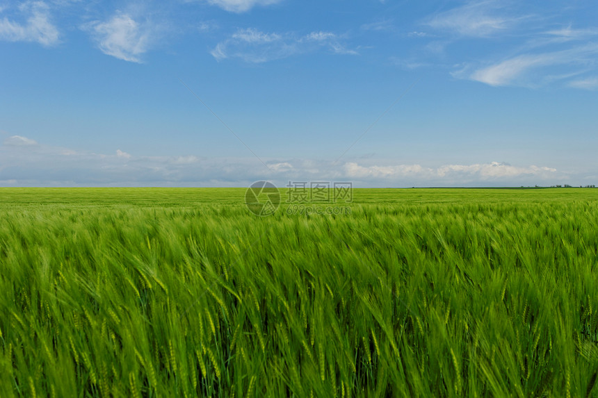 蓝云天空下的小麦田场景蓝色谷物牧场草原风景农场土地农田天空图片