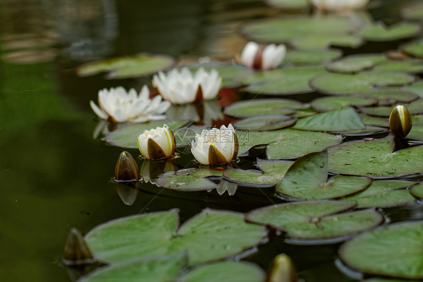 池塘里的百里水花朵反射环境白色荷花花瓣植物群百合绿色花园图片