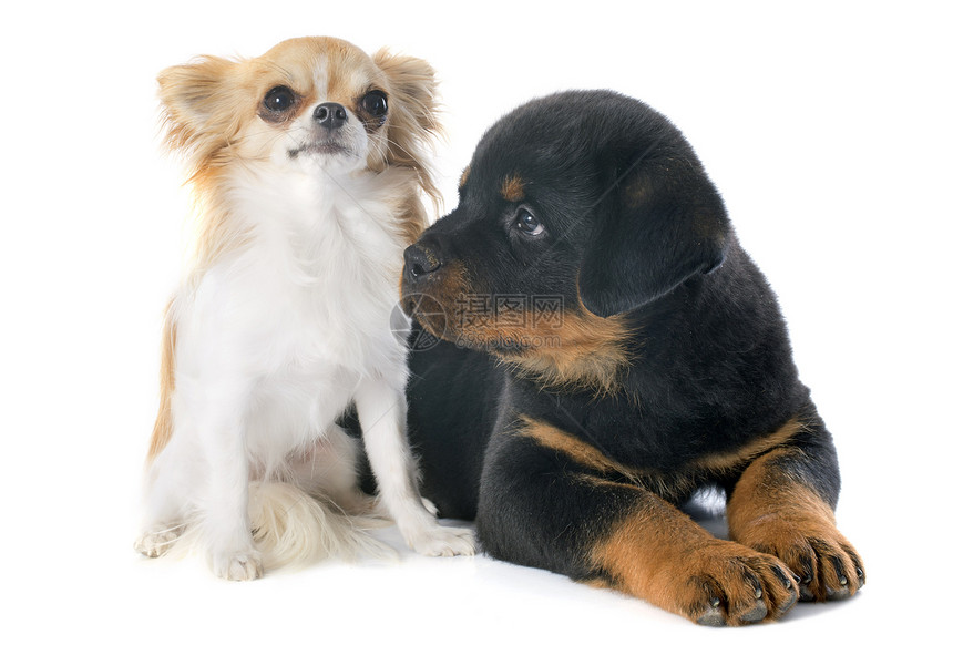 小小狗罗维勒和吉娃娃工作室小狗犬类黑色纳犬友谊婴儿宠物动物图片