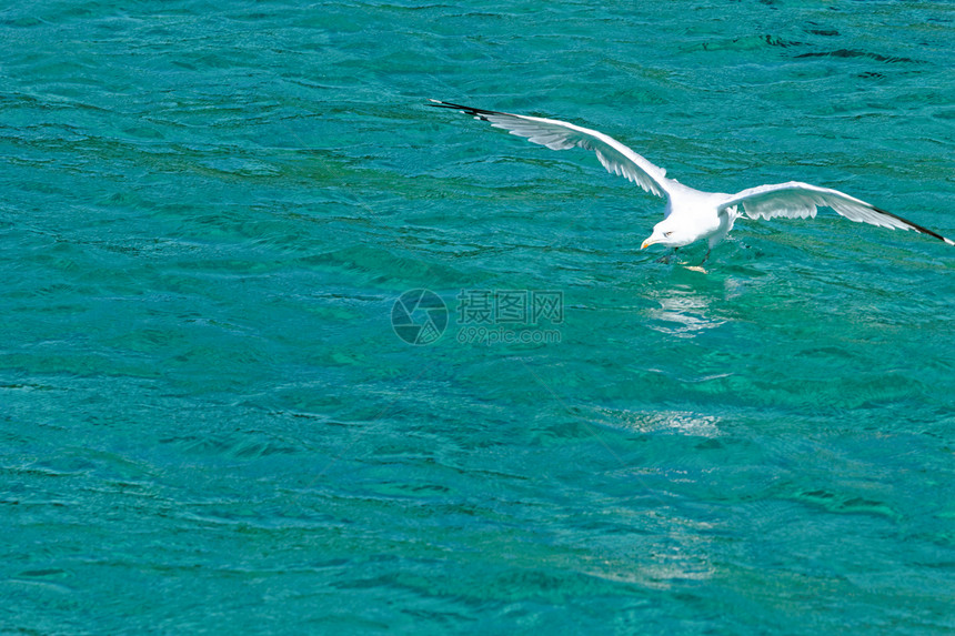 白海鸥飞行反射白色航班羽毛天空鸟类荒野海滩自由支撑图片