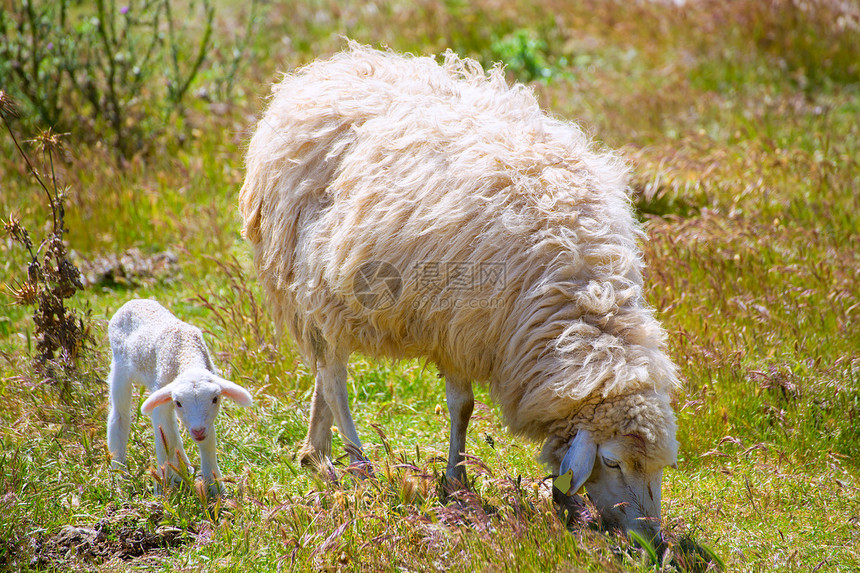 在田野放牧的羊母和婴儿羊羔牧场哺乳动物季节羊毛国家母羊动物母亲草原环境图片