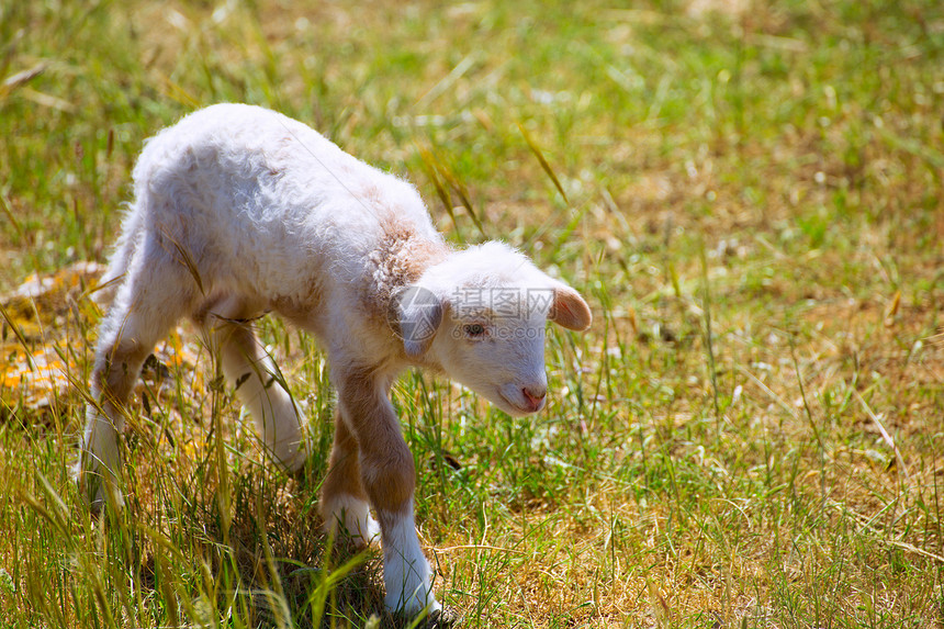 站在草原上的新生婴儿羊羔场地母羊动物羊肉农场哺乳动物食物家畜农村季节图片