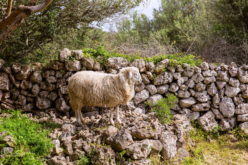 在梅诺卡的地中海景观中羊羔食物农田环境羊肉动物牧场草原栅栏草地石工图片