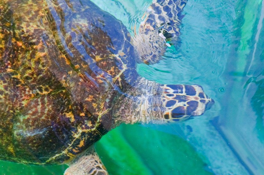 泰国Rayong省水族馆的海龟海滩海洋生物学爬虫潜水殖民地荒野热带环境假期图片