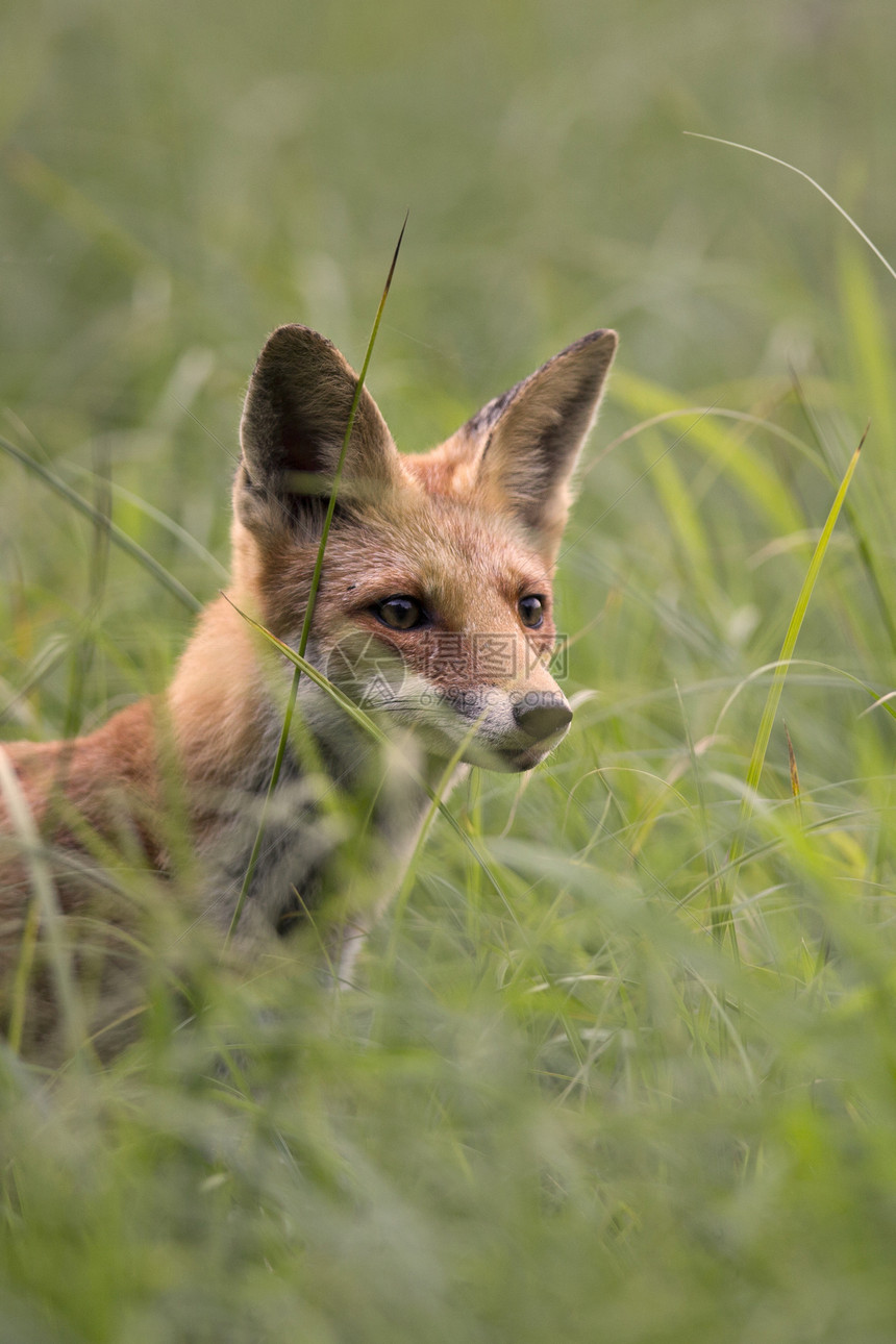 狐狸在草地上动物哺乳动物森林荒野野生动物老鼠图片