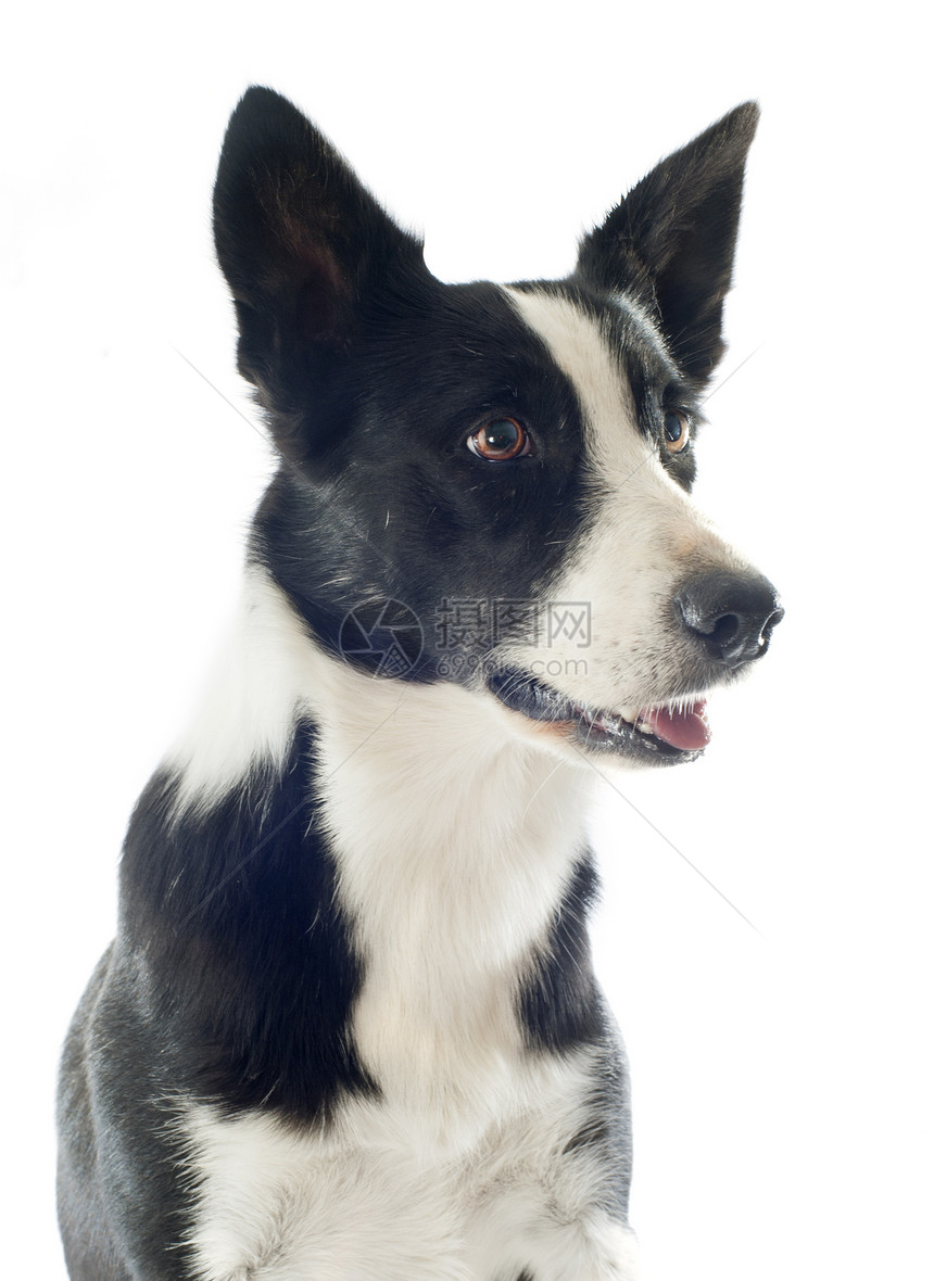 边边框collie牧羊犬黑色宠物白色犬类动物图片