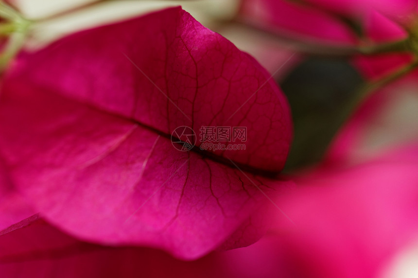 布干维尔鲜花花园红色衬套生长叶子宏观热带季节绿色植物群图片