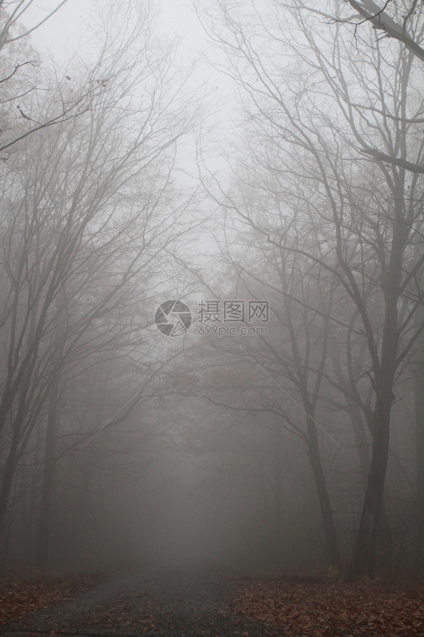 雾中的道路森林天气街道海峡大街薄雾树叶植物树干胡同图片