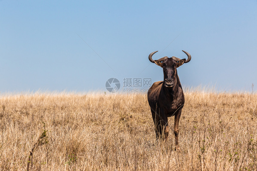 公牛野生动物照片公园保护领导者大草原平原旅游动物牛角图片