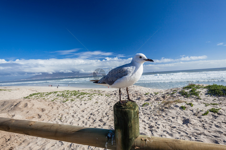 海滩上的鸟照片海洋波浪蓝色图片