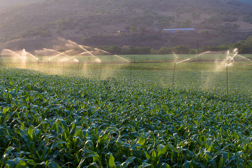 农牧养殖作物用水喷洒器植被玉米山脉安全绿色日落劳动照片洒水器食物图片