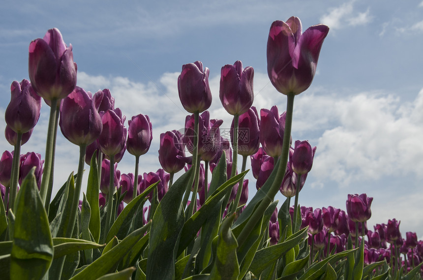 粉红色郁金香多样性风景场地农业紫色花瓣花朵绿色天空季节图片