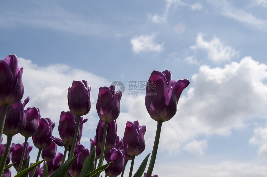 粉红色郁金香花朵粉色天空花瓣农业多样性季节绿色场地风景图片