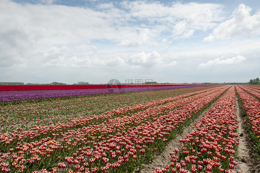 Holland 中的郁金香田花朵绿色天空活力紫色多样性场地风景农业花瓣图片