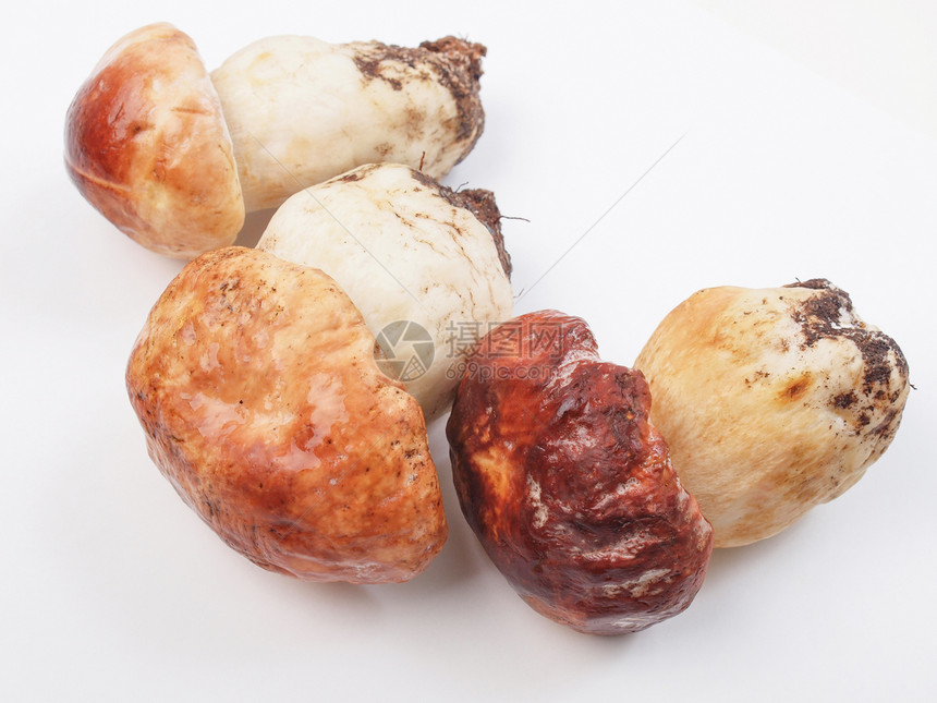 波西尼蘑菇食物常委包子营养美食图片