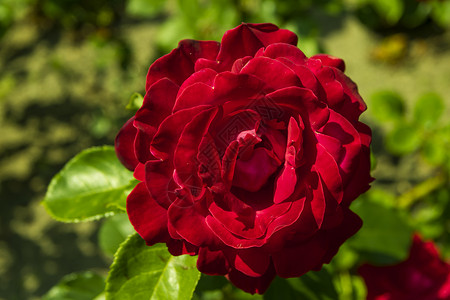 红玫瑰玫瑰植物公园季节红色园艺生长活力叶子美丽背景图片