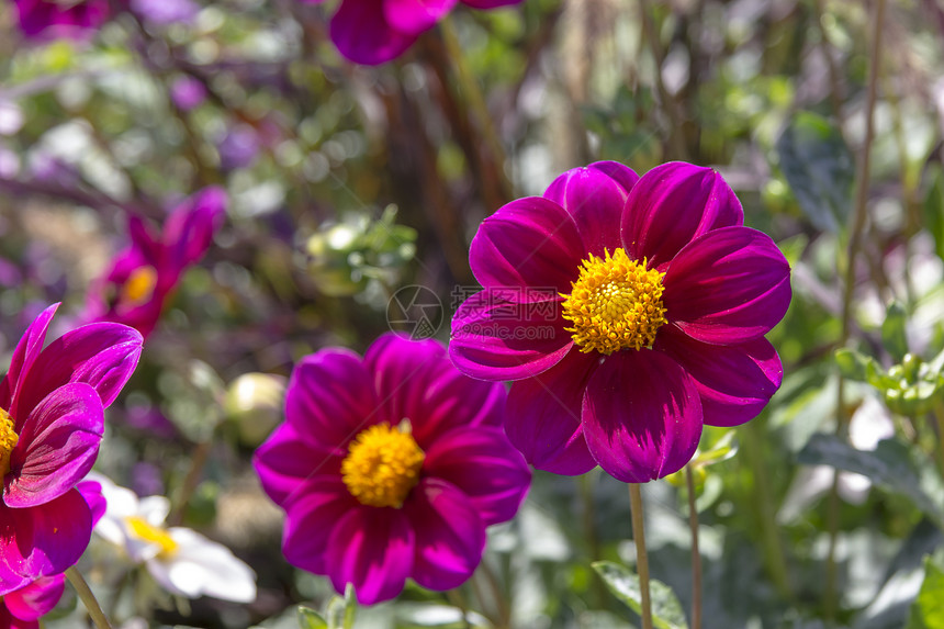 有各种各样的花的美丽的五颜六色的花园绿色植物群园林红色草地植物美化紫色绿化花坛图片