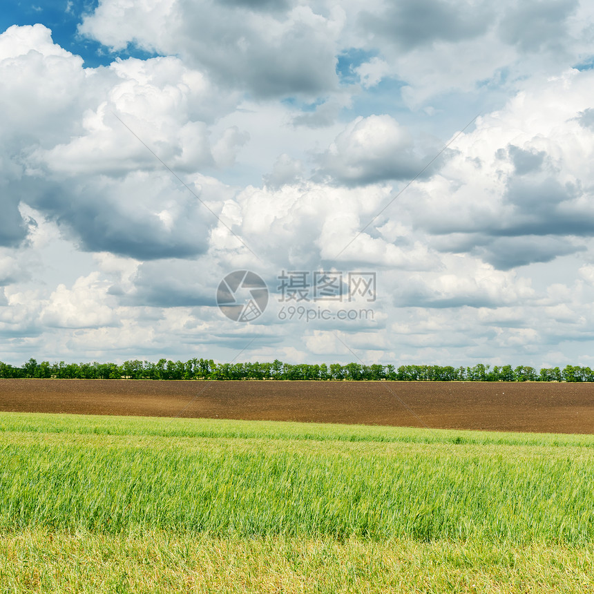 农业绿田和草原上的低云图片