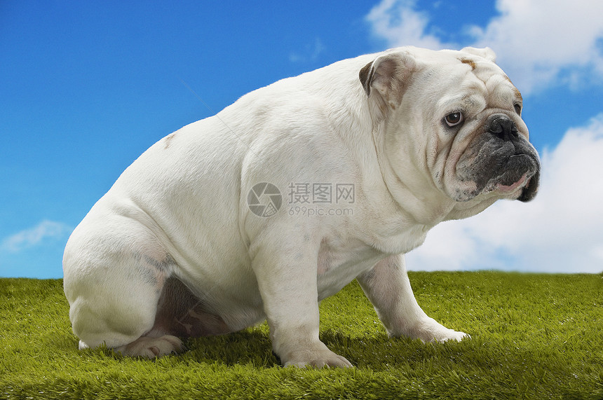 坐在草地对天的英国斗牛犬的侧面视图图片