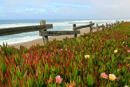 美丽的海岸线假期远景海滩公园红色海岸花朵绿色旅行风景背景图片