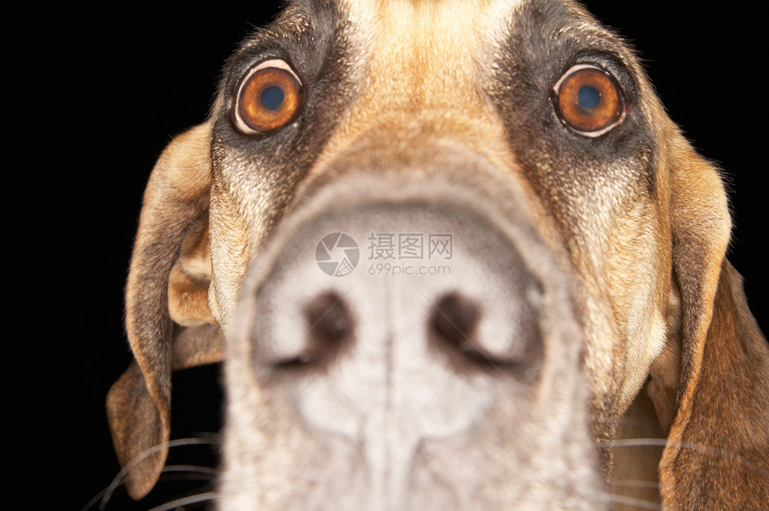 在黑背景上特写大丹麦语的密闭  label宠物鼻子家犬摄影动物眼神夸张工作室犬类兴趣图片
