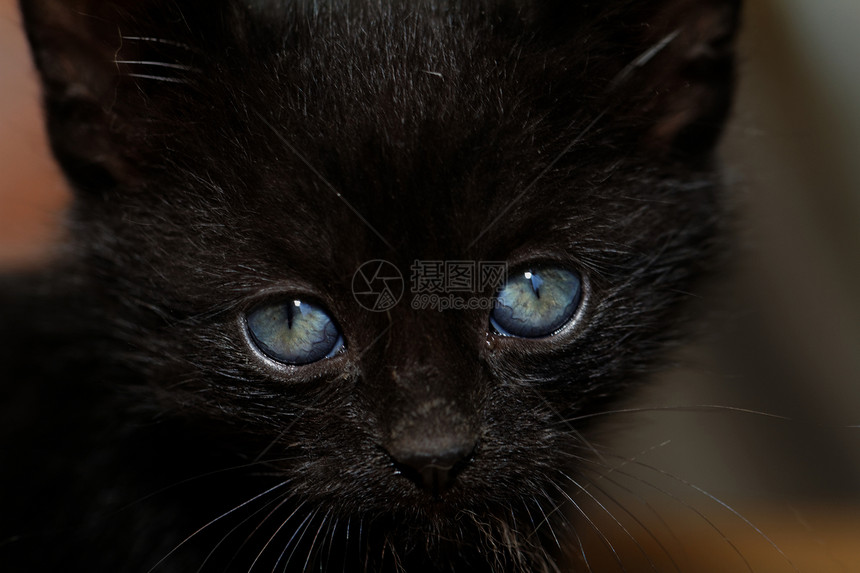 黑小黑猫头发捕食者婴儿黑色荒野猫科小猫动物猫咪眼睛图片
