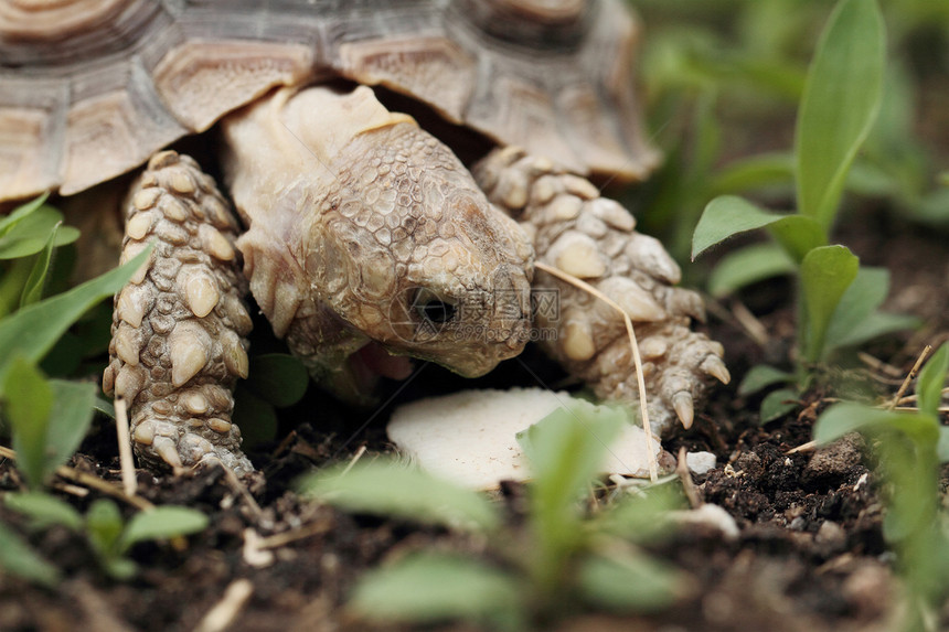 非洲激起的乌龟苏尔喀塔濒危婴儿生活动物学爬虫草食性野生动物动物盔甲棕色图片