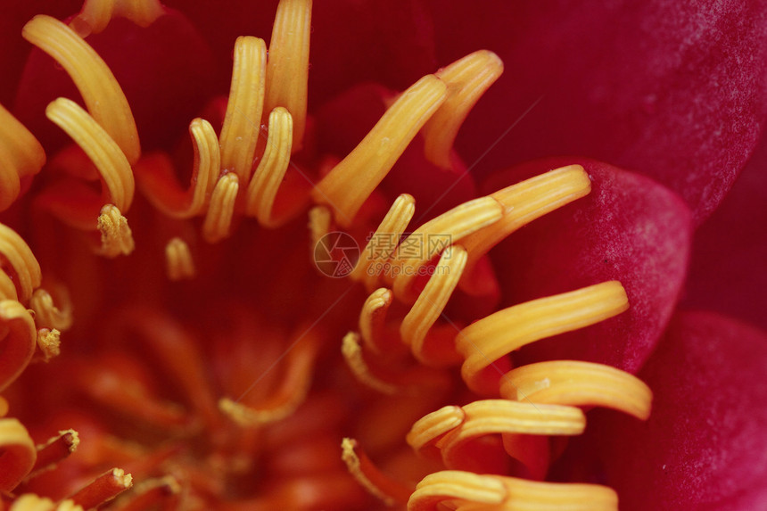 粉水百合野生动物花瓣植物群植物热带叶子荷花情调香水花园图片