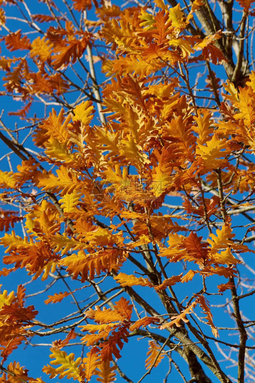 秋红橡树叶叶子橡木天空植物学植物季节蓝色植物群环境橙子图片