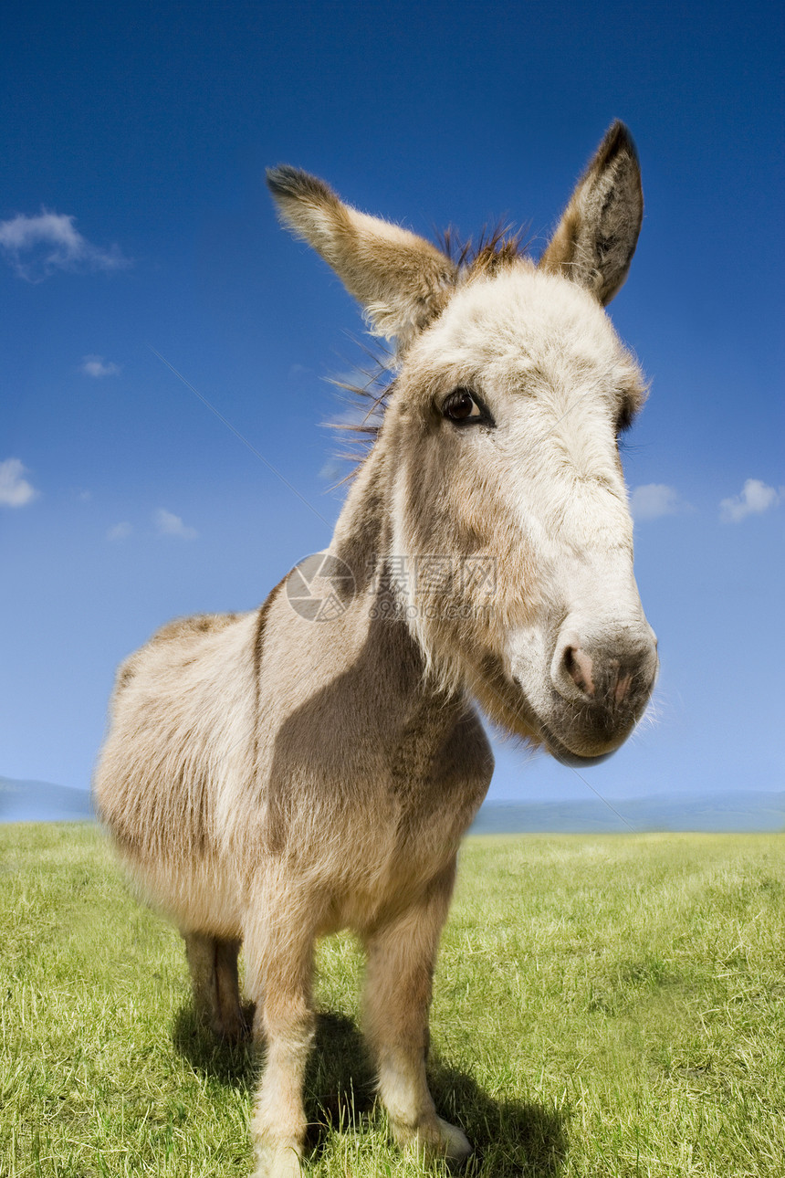 蓝天对立地上一头驴子的近视肖像骡子乡村天空家畜草地地平线国家牧场场地农村图片