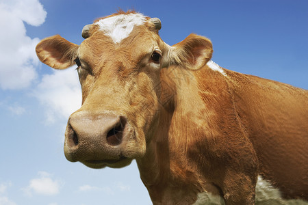 驯化站在天空对面的一头棕牛的近视肖像背景