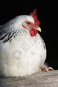 坐在木板上的一只白鸡的缝合背景图片