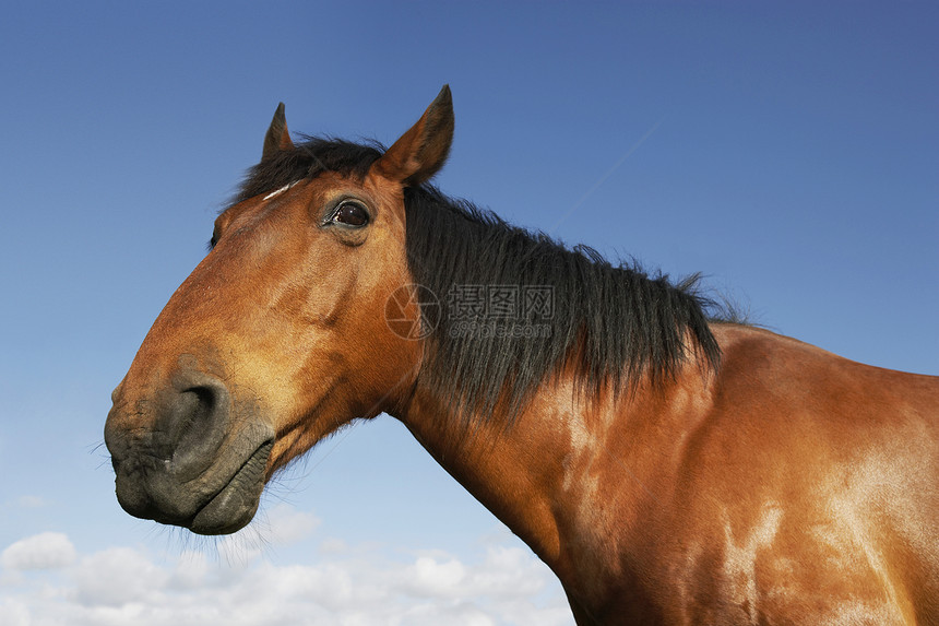 一匹棕色马对天的近视肖像农村动物哺乳动物裁剪鬃毛乡村草食性天空水平国家图片